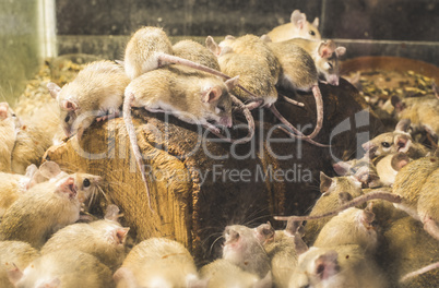 Rats on wood