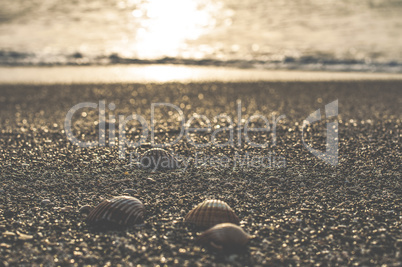 Clams on the beach