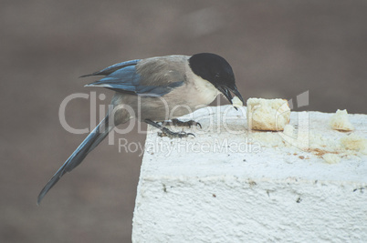 Bird eat bread