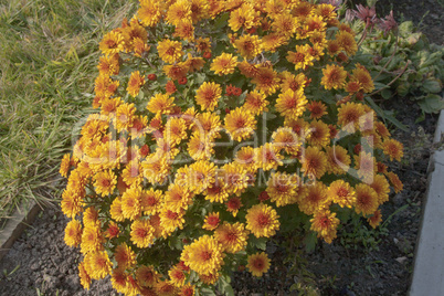 Orange flowers in the garden