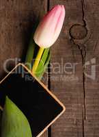 Pink tulip with blackboard