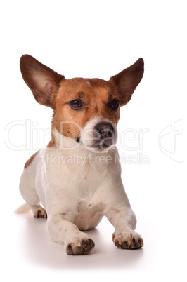 Portrait of a Jack Russell Terrier