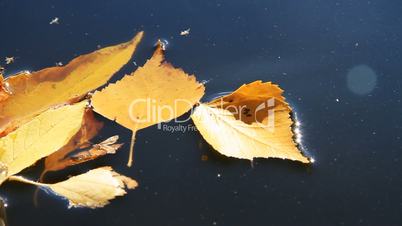 Yellow autumn leafs.