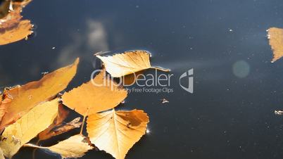 Yellow autumn leafs.