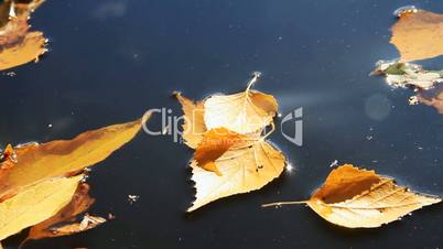 Yellow autumn leafs.