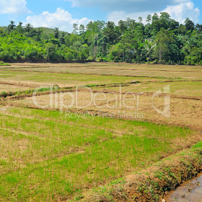 fields with crops of rice Sri Lanka