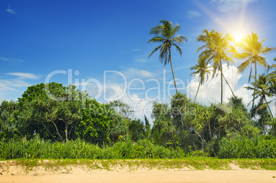 tropical palms on the sandy beach