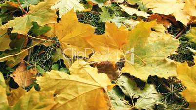 Yellow autumn leafs.