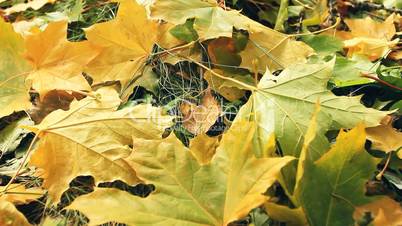 Yellow autumn leafs.