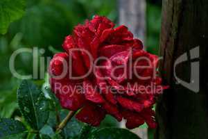 Nasse rote Rose