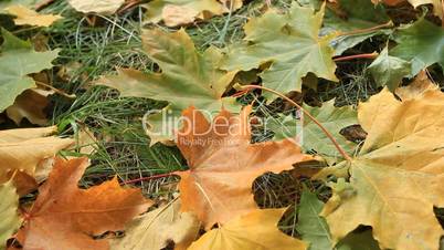 Yellow autumn leafs.