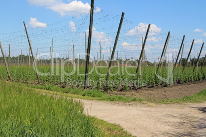 wachsender Hopfen