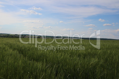 Kornfeld im Sommer