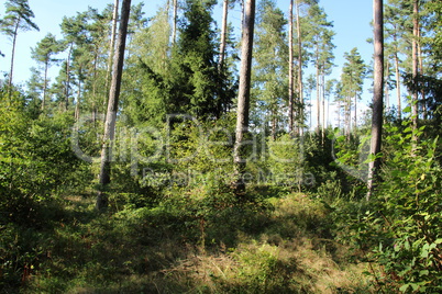 Wald bei Bad Gögging