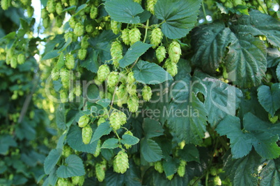 Hopfen