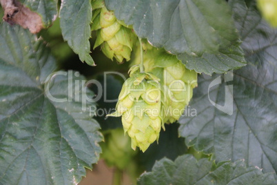 Hopfen