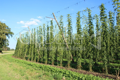 Hopfenfeld bei Bad Gögging