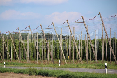 Hopfenfeld bei Bad Gögging