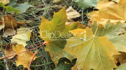 Yellow autumn leafs.