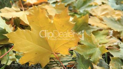 Yellow autumn leafs.