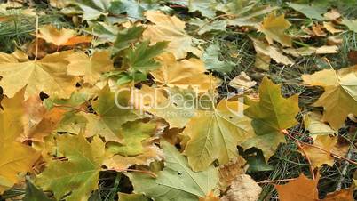 Yellow autumn leafs.