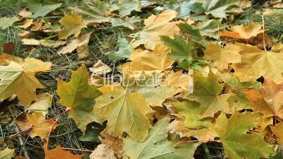 Yellow autumn leafs.