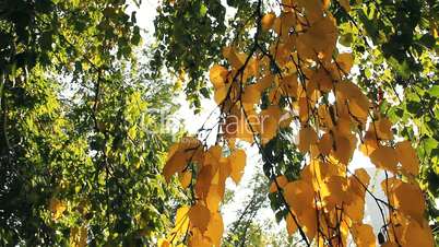 Yellow autumn leafs.