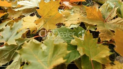 Yellow autumn leafs.