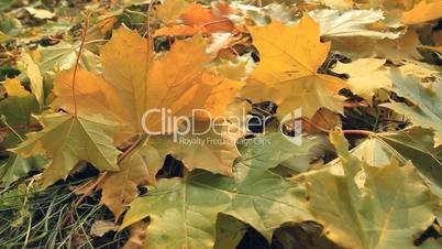 Yellow autumn leafs.