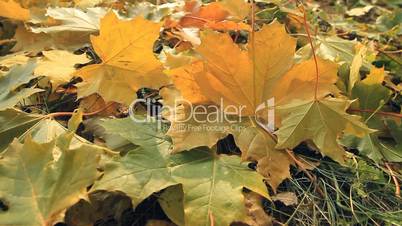 Yellow autumn leafs.