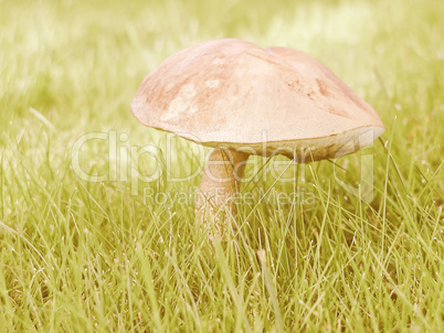 Retro looking Mushroom