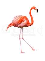 Red caribbean flamingo dancing cutout