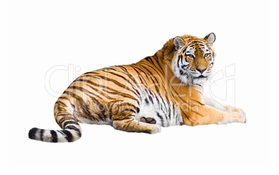 Siberian tiger cutout