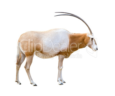 Scimitar Horned Oryx cutout