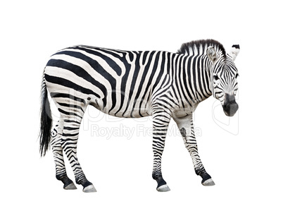 Zebra cutout