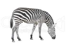 Zebra cutout
