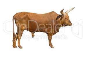 Watusi bull cutout
