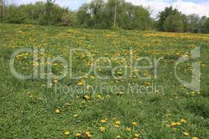 Dandelion at Spring