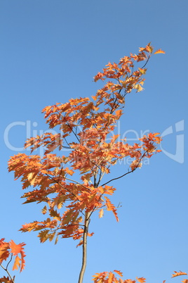 red oak leafs at autumn