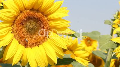 bee and sunflower field
