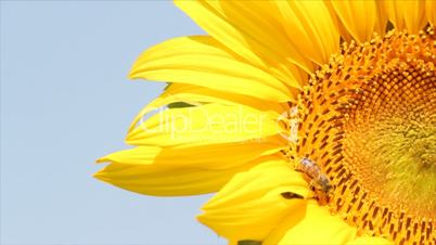 bee on sunflower summer scene