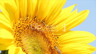 bee on sunflower