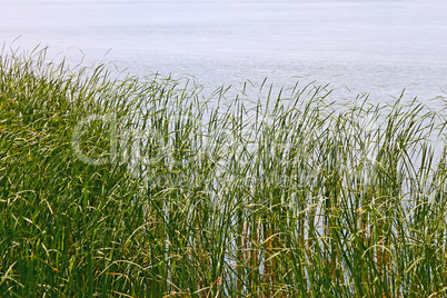 Reed plants on the lake shore