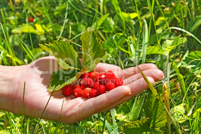 Heap of wild strawberry in woman hand