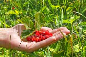 Heap of wild strawberry in woman hand