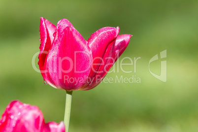 Tulip