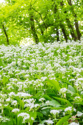 Ramsons