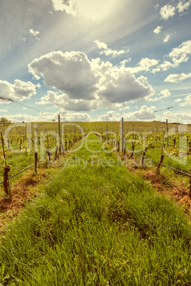 Rows of grapes