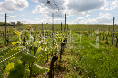 Rows of grapes