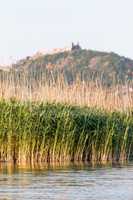 Reed landscape
